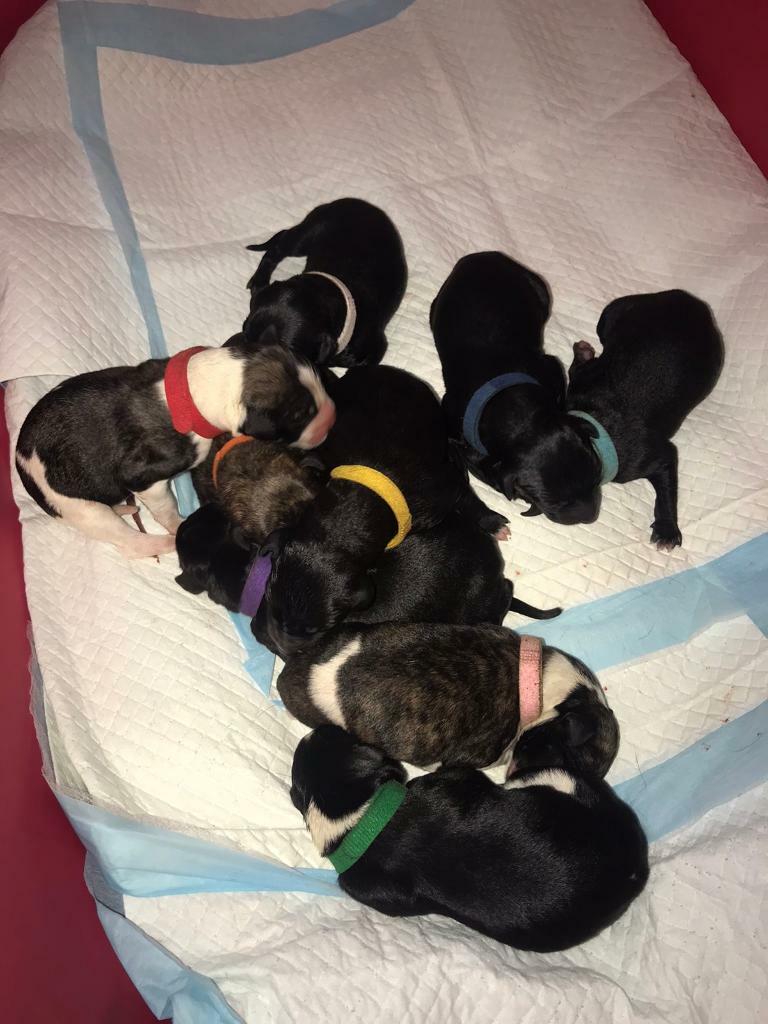 whippet puppies gumtree